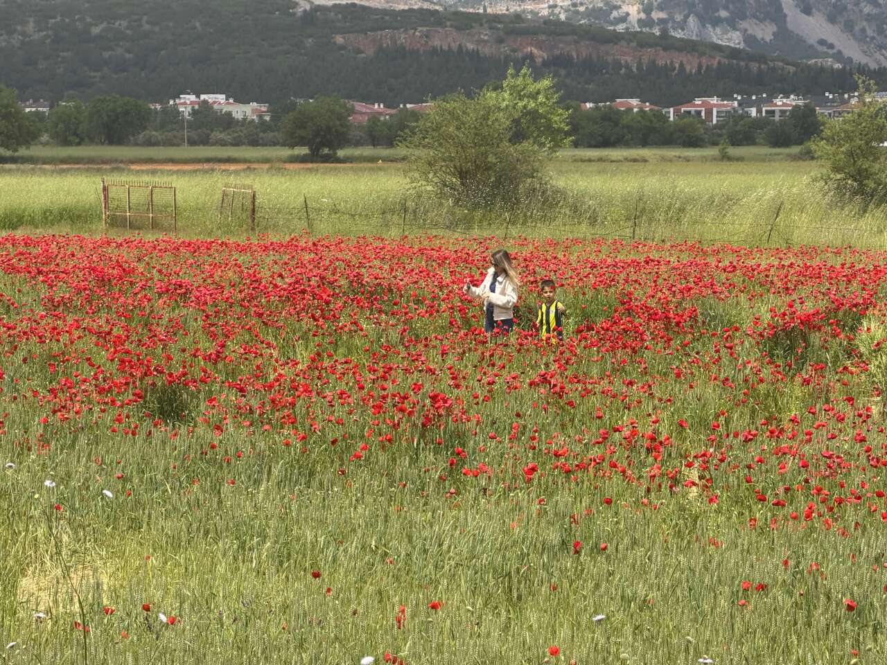 ​Muğla’da Görsel Şölen: Gelincik Tarlası İlgi Odağı Oldu 2